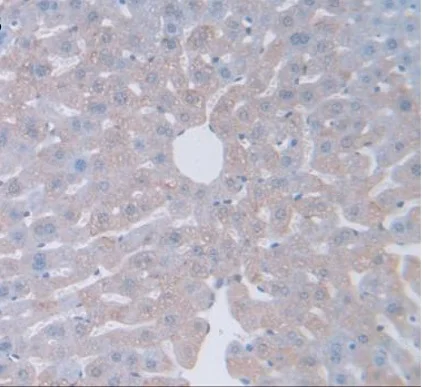 Immunohistochemistry (Formalin/PFA-fixed paraffin-embedded sections) - Anti-GAMT antibody (AB231656)
