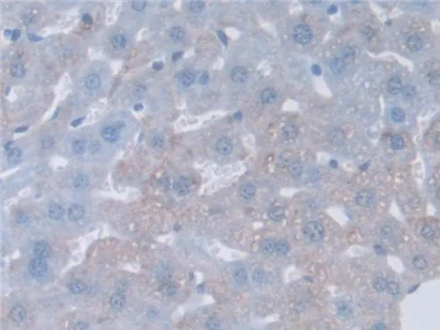 Immunohistochemistry (Formalin/PFA-fixed paraffin-embedded sections) - Anti-GAMT antibody (AB231656)