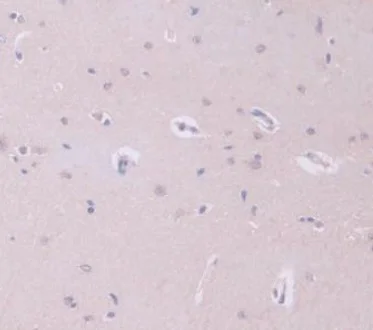 Immunohistochemistry (Formalin/PFA-fixed paraffin-embedded sections) - Anti-GAMT antibody (AB231656)