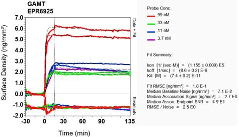 OI-RD Scanning - Anti-GAMT antibody [EPR6925] (AB126736)