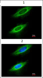 Immunocytochemistry/ Immunofluorescence - Anti-GANAB antibody (AB96757)