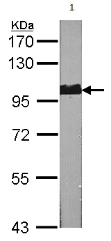 Western blot - Anti-GANAB antibody (AB96757)