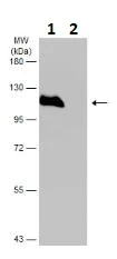 Western blot - Anti-GANAB antibody (AB96757)