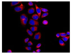 Immunocytochemistry/ Immunofluorescence - Anti-GANAB antibody [EPR12376] - BSA and Azide free (AB249921)