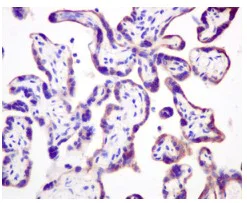Immunohistochemistry (Formalin/PFA-fixed paraffin-embedded sections) - Anti-GANAB antibody [EPR12376] - BSA and Azide free (AB249921)