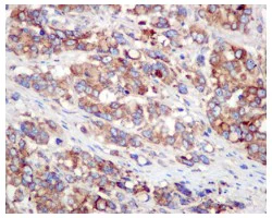 Immunohistochemistry (Formalin/PFA-fixed paraffin-embedded sections) - Anti-GANAB antibody [EPR12376] - BSA and Azide free (AB249921)