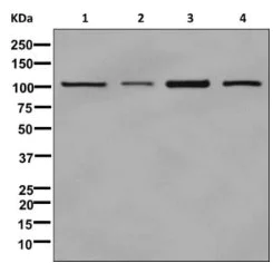 Western blot - Anti-GANAB antibody [EPR12376] - BSA and Azide free (AB249921)