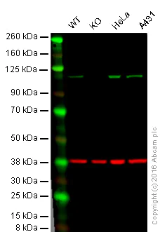 Western blot - Anti-GANAB antibody [EPR12377(B)] - BSA and Azide free (AB250111)