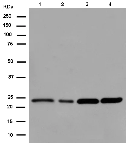 Western blot - Anti-Gankyrin antibody [EPR14455] (AB182576)