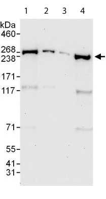 Western blot - Anti-GANP antibody (AB113295)