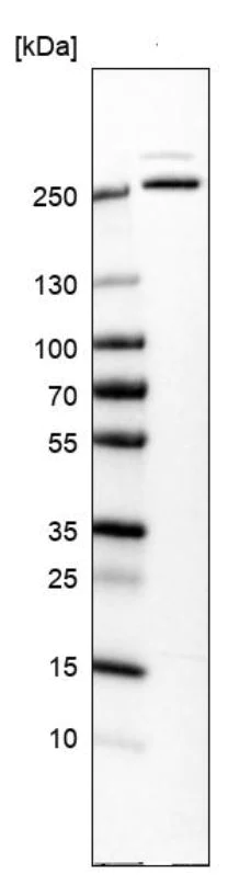 Western blot - Anti-GANP antibody (AB224434)