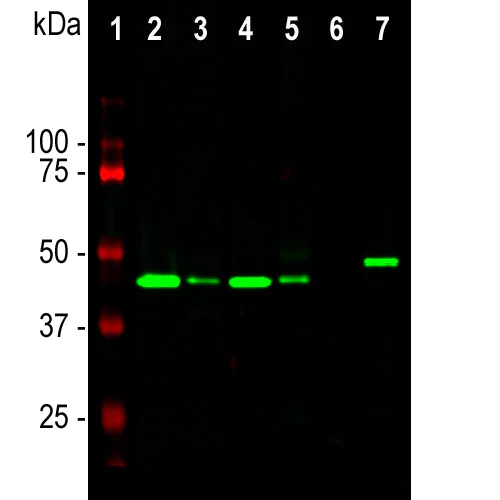 Western blot - Anti-GAP43 antibody [3H14] - Neuronal Marker (AB315198)