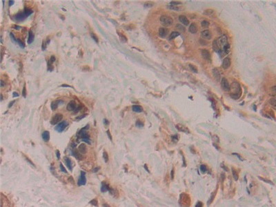 Immunohistochemistry (Formalin/PFA-fixed paraffin-embedded sections) - Anti-GAP43 antibody (AB232772), expandable thumbnail