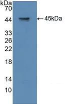 Western blot - Anti-GAP43 antibody (AB232772)
