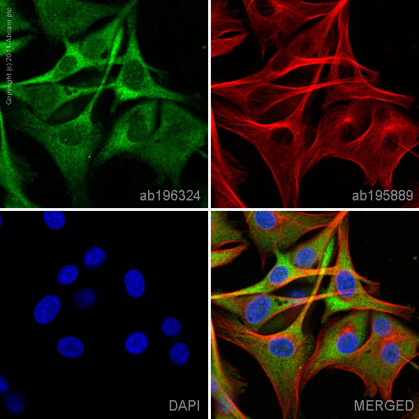 Immunocytochemistry/ Immunofluorescence - Anti-GAP43 antibody [EP890Y] - BSA and Azide free (AB219582)