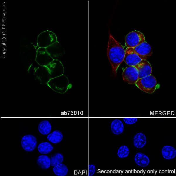 Immunocytochemistry/ Immunofluorescence - Anti-GAP43 antibody [EP890Y] - BSA and Azide free (AB219582)