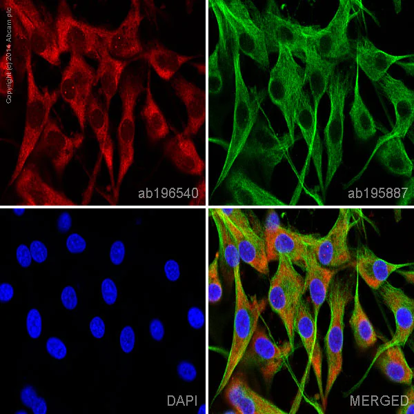 Immunocytochemistry/ Immunofluorescence - Anti-GAP43 antibody [EP890Y] - BSA and Azide free (AB219582)