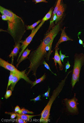 Immunocytochemistry/ Immunofluorescence - Anti-GAP43 antibody [EP890Y] - BSA and Azide free (AB219582)