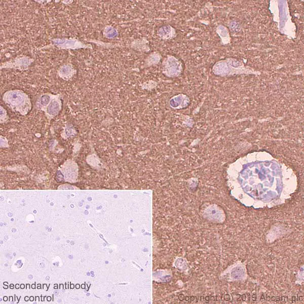 Immunohistochemistry (Formalin/PFA-fixed paraffin-embedded sections) - Anti-GAP43 antibody [EP890Y] - BSA and Azide free (AB219582)