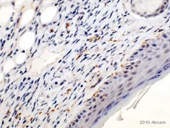 Immunohistochemistry (Formalin/PFA-fixed paraffin-embedded sections) - Anti-GAP43 antibody [EP890Y] - BSA and Azide free (AB219582)