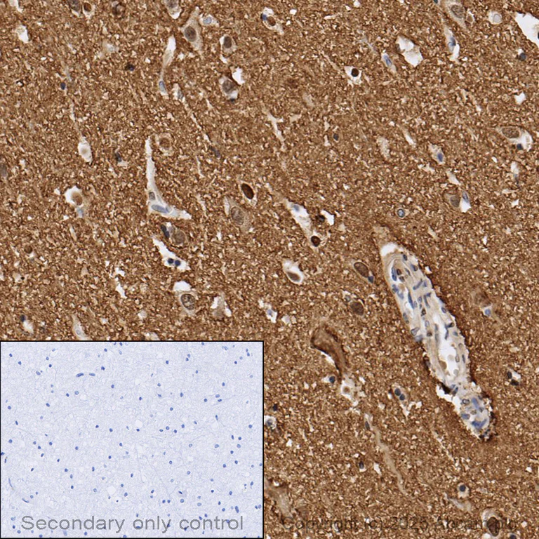 Immunohistochemistry (Formalin/PFA-fixed paraffin-embedded sections) - Anti-GAP43 antibody [EP890Y] - BSA and Azide free (AB219582)