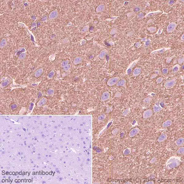 Immunohistochemistry (Formalin/PFA-fixed paraffin-embedded sections) - Anti-GAP43 antibody [EP890Y] - BSA and Azide free (AB219582)