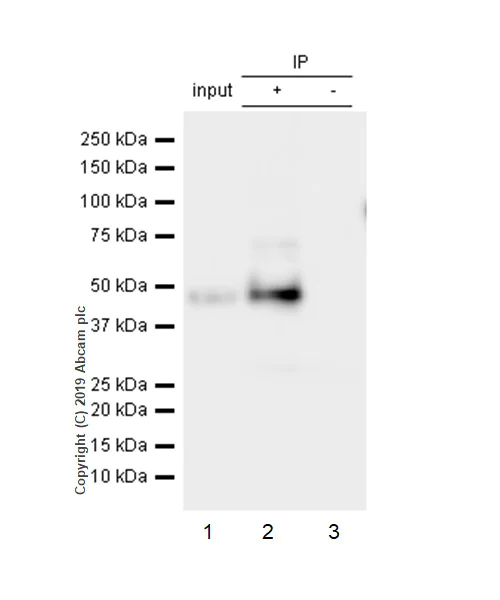 Immunoprecipitation - Anti-GAP43 antibody [EP890Y] - BSA and Azide free (AB219582)