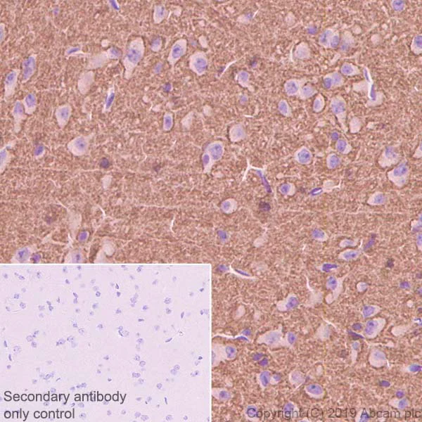 Immunohistochemistry (Formalin/PFA-fixed paraffin-embedded sections) - Anti-GAP43 antibody [EP890Y] - Neuronal Marker (AB75810)