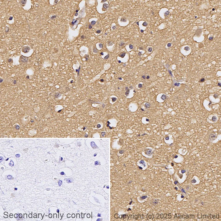 Immunohistochemistry (Formalin/PFA-fixed paraffin-embedded sections) - Anti-GAP43 antibody [EP890Y] - Neuronal Marker (AB75810)
