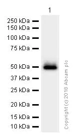 Western blot - Anti-GAP43 antibody [EP890Y] - Neuronal Marker (AB75810)