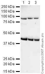 Western blot - Anti-GAP43 antibody - Neuronal Marker (AB16053), expandable thumbnail