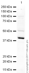 Western blot - Anti-GAP43 antibody - Neuronal Marker (AB16053), expandable thumbnail