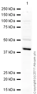 Western blot - Anti-GAP43 antibody - Neuronal Marker (AB16053)