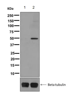 Western blot - Anti-GAP43 (phospho S41) antibody [EPR1854(2)] - BSA and Azide free (AB249404)