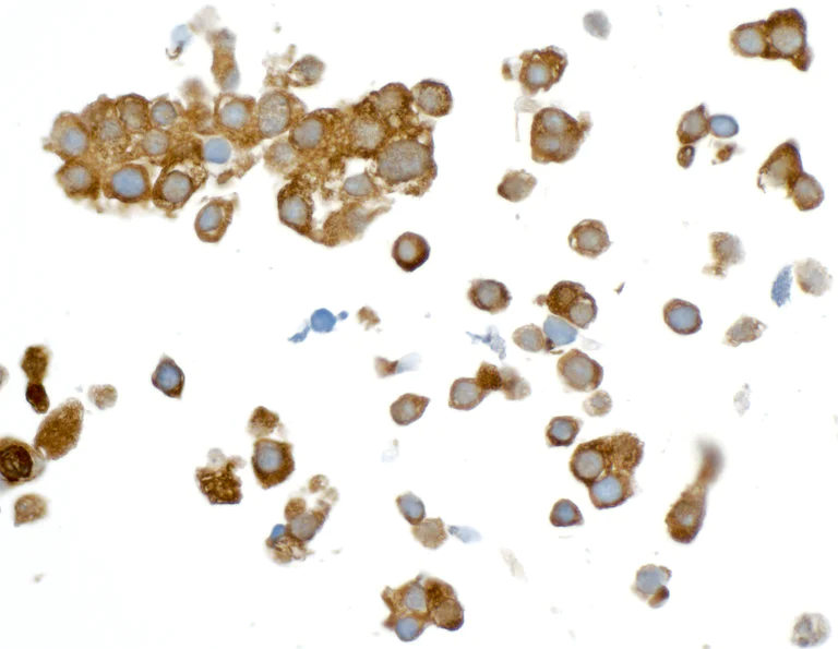 Immunocytochemistry - Anti-GAPDH antibody [12G11] - Loading Control (AB226408)