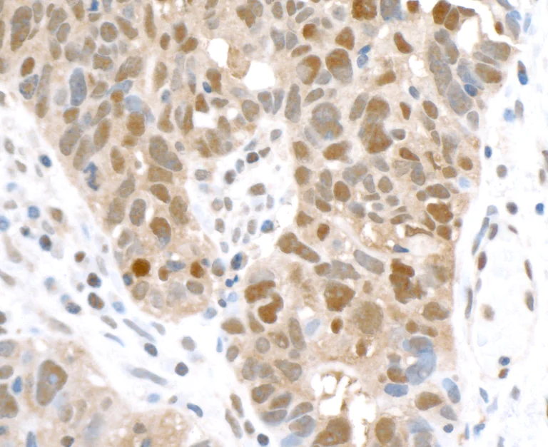 Immunohistochemistry (Formalin/PFA-fixed paraffin-embedded sections) - Anti-GAPDH antibody [12G11] - Loading Control (AB226408)