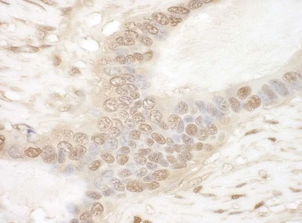 Immunohistochemistry (Formalin/PFA-fixed paraffin-embedded sections) - Anti-GAPDH antibody [12G11] - Loading Control (AB226408)