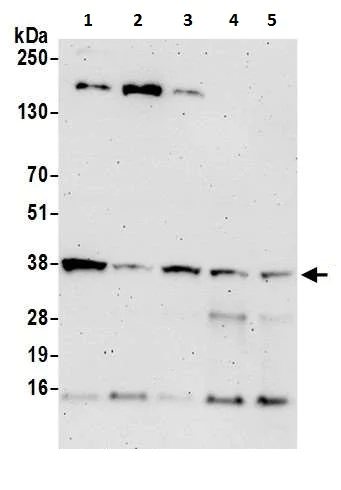 Western blot - Anti-GAPDH antibody [12G11] - Loading Control (AB226408)