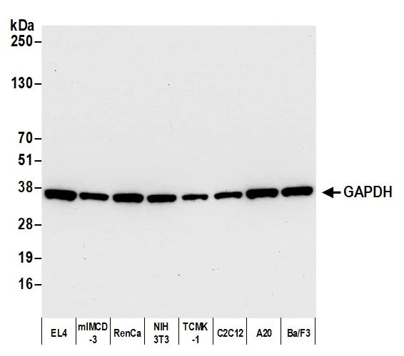 Western blot - Anti-GAPDH antibody [12G11] - Loading Control (AB226408)