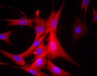 Immunocytochemistry/ Immunofluorescence - Anti-GAPDH antibody [3E8AD9] - Loading Control (AB110305), expandable thumbnail