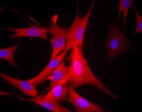 Immunocytochemistry/ Immunofluorescence - Anti-GAPDH antibody [3E8AD9] - Loading Control (AB110305)