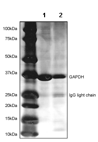 Immunoprecipitation - Anti-GAPDH antibody [3E8AD9] - Loading Control (AB110305), expandable thumbnail