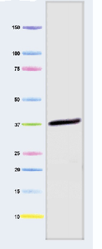 Western blot - Anti-GAPDH antibody [3E8AD9] - Loading Control (AB110305), expandable thumbnail