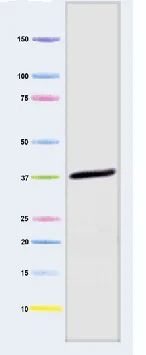 Western blot - Anti-GAPDH antibody [3E8AD9] - Loading Control (AB110305)