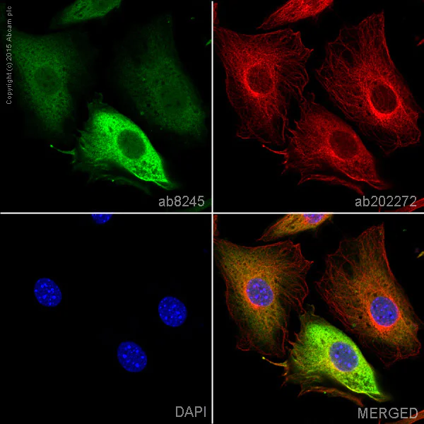 Immunocytochemistry/ Immunofluorescence - Anti-GAPDH antibody [6C5] - Loading Control (AB8245)