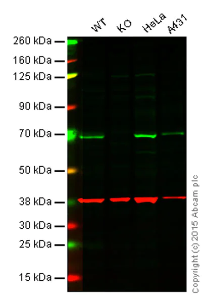 Western blot - Anti-GAPDH antibody [6C5] - Loading Control (AB8245)