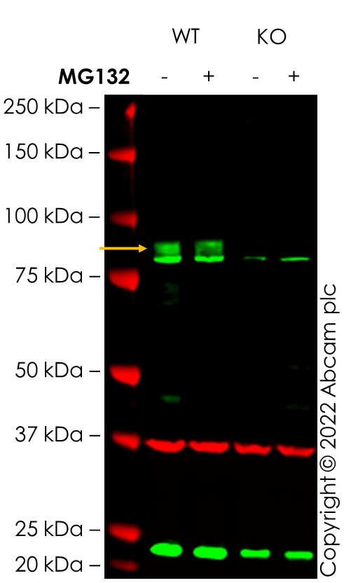 Western blot - Anti-GAPDH antibody [6C5] - Loading Control (ab8245), expandable thumbnail