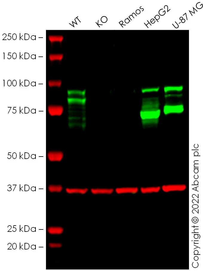 Western blot - Anti-GAPDH antibody [6C5] - Loading Control (AB8245)
