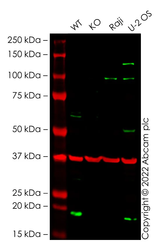 Western blot - Anti-GAPDH antibody [6C5] - Loading Control (AB8245)