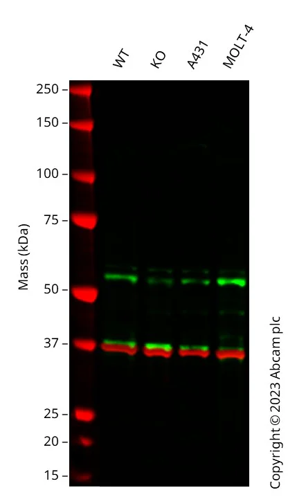 Western blot - Anti-GAPDH antibody [6C5] - Loading Control (AB8245)